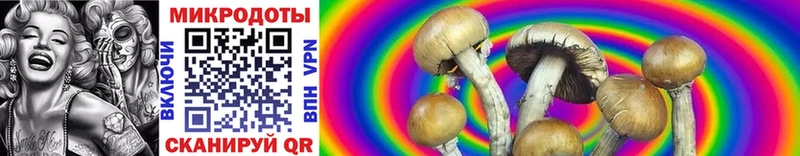 Псилоцибиновые грибы Psilocybine cubensis  Старица 